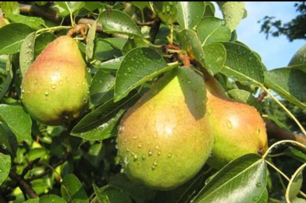 نهال گلابی بیروتی