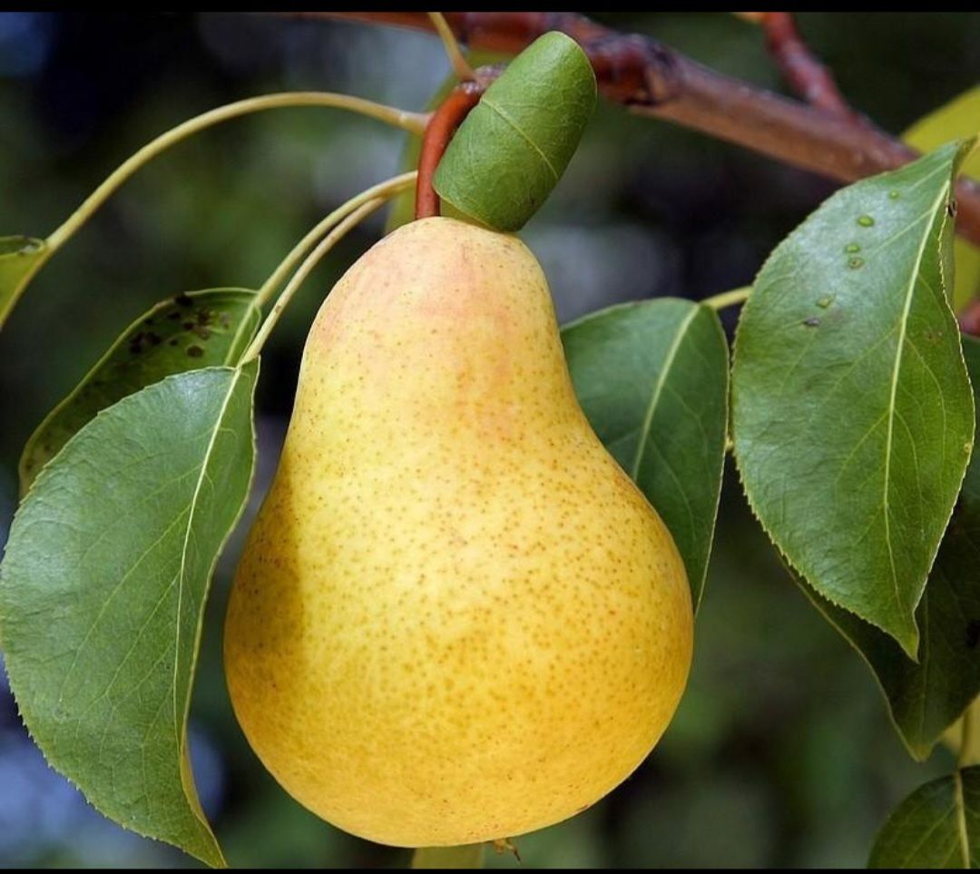 نهال گلابی درگزی