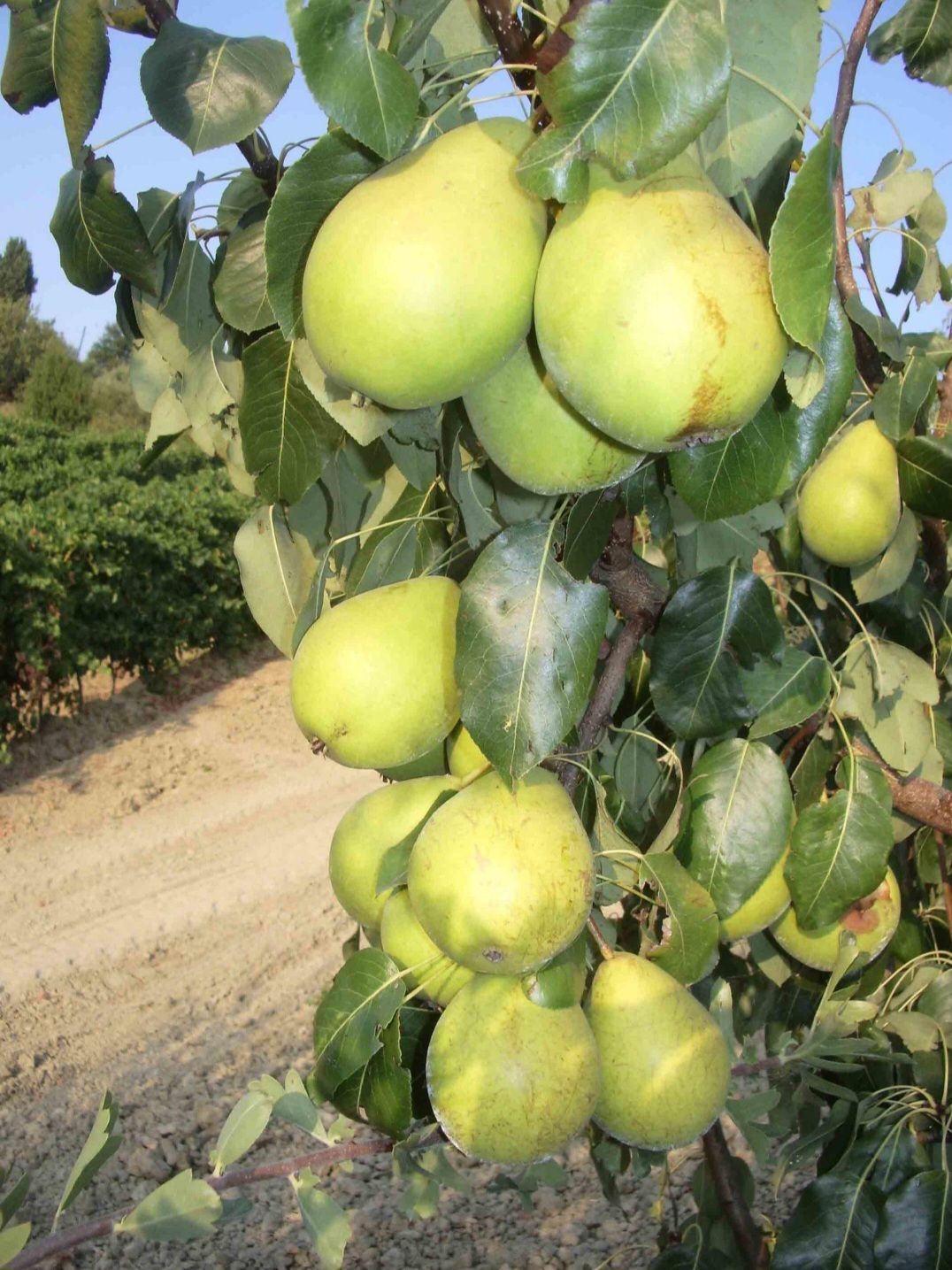 نهال گلابی پرتقالی