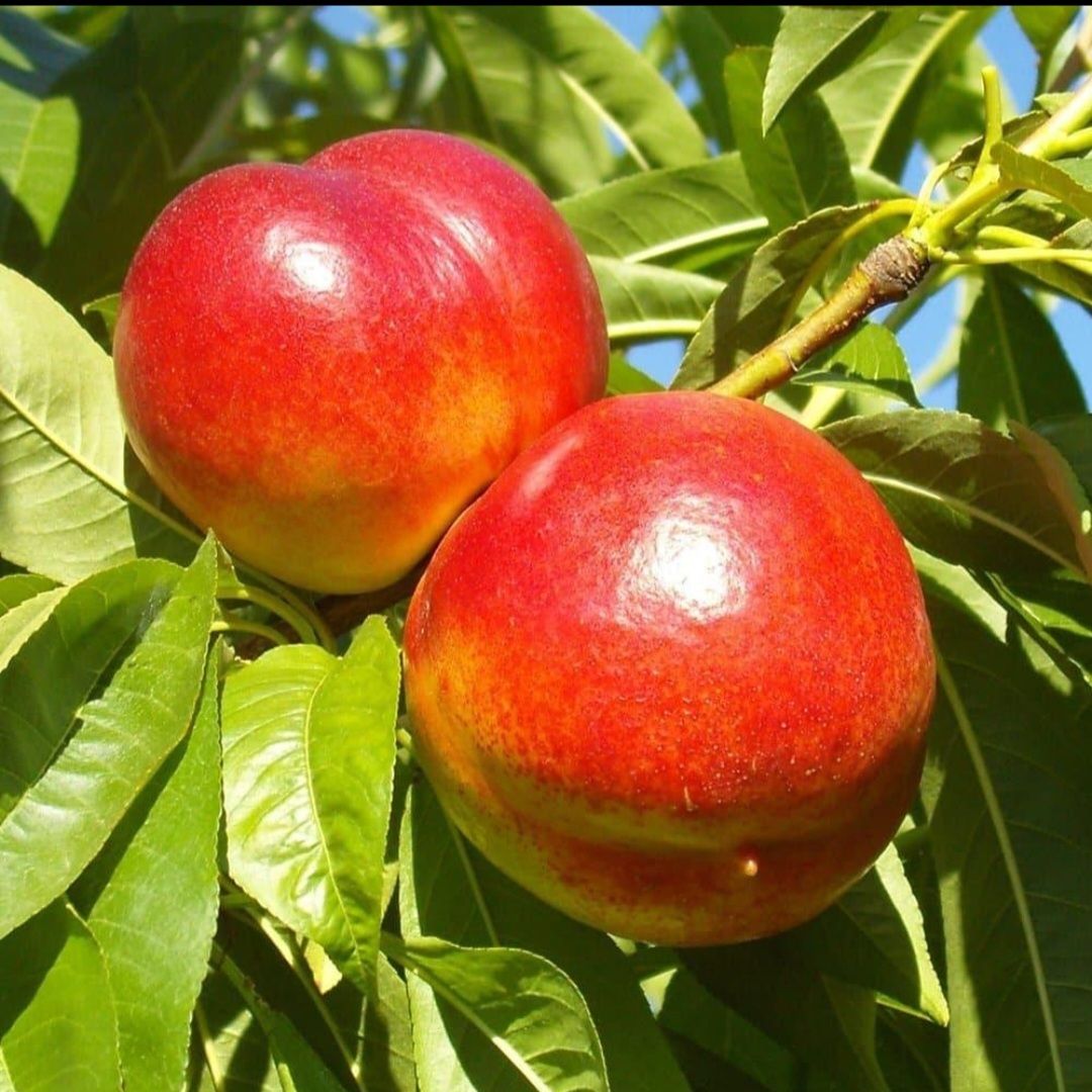 نهال شلیل مغان