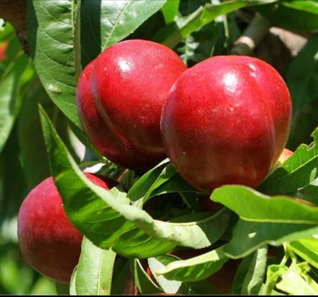 نهال شلیل شمس