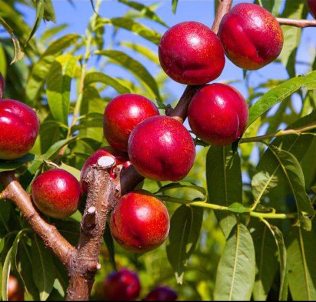 نهال شلیل شبرنگ