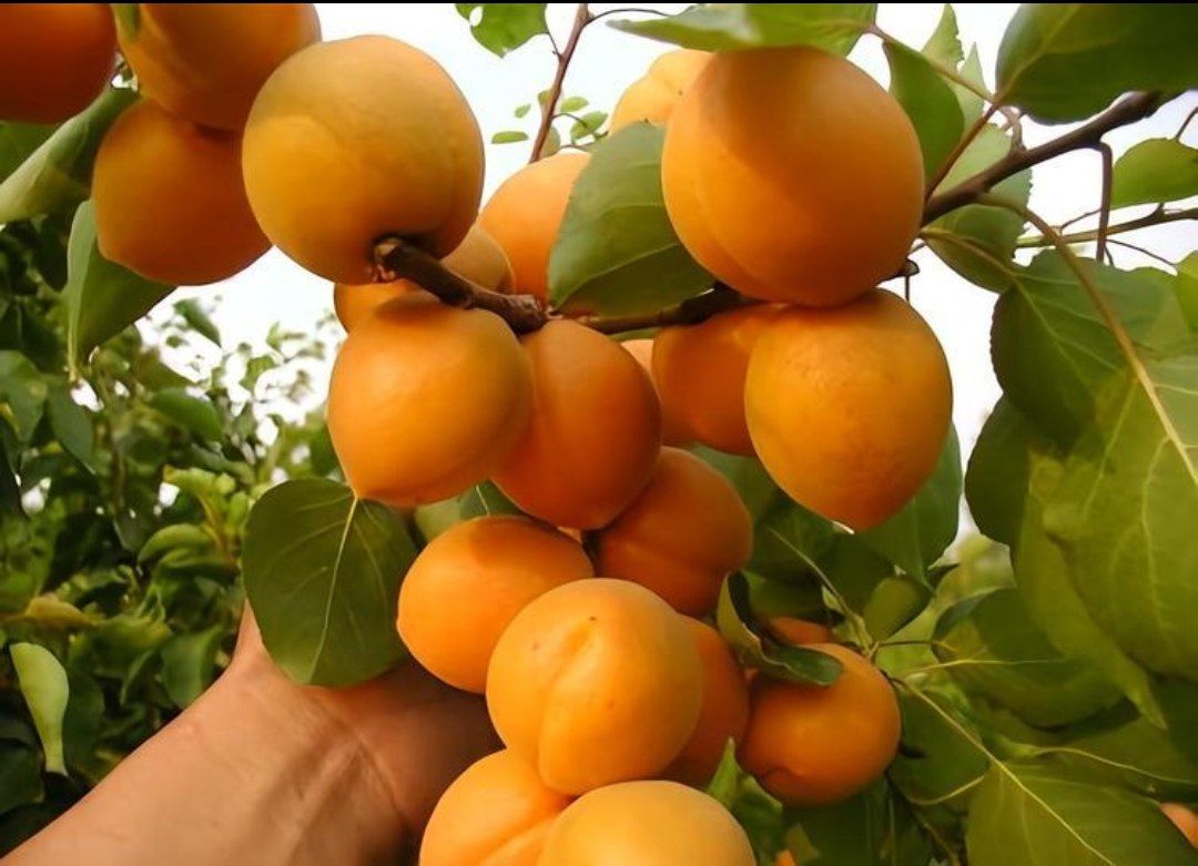 نهال زردآلو عسگرآباد