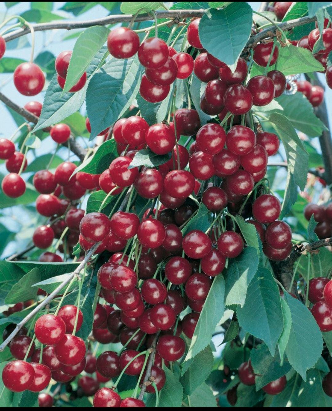 نهال آلبالو سیکانی