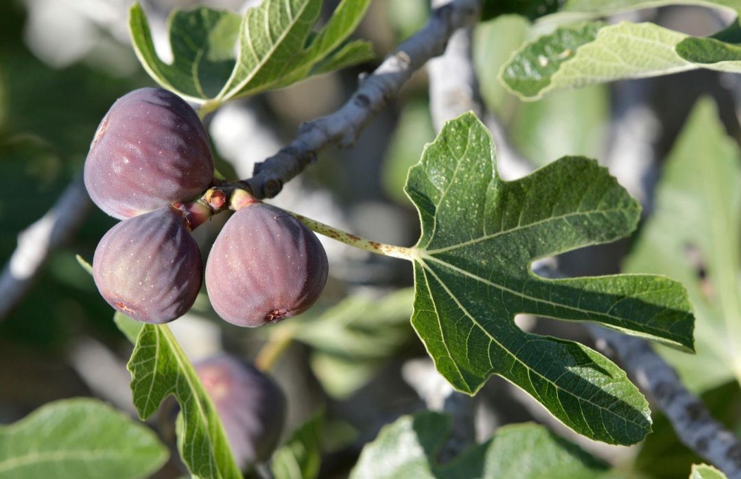 نهال انجیر یزدی